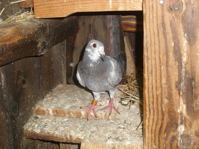 SL273518 - porumbei in voliera 2010