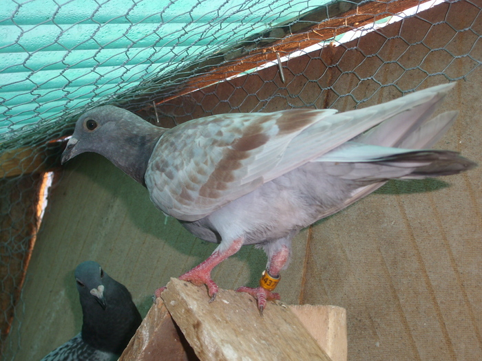 SL273520 - porumbei in voliera 2010