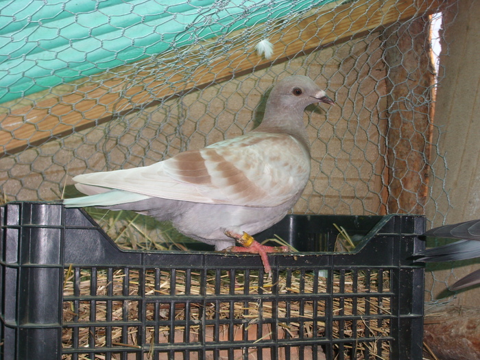 SL273521 - porumbei in voliera 2010