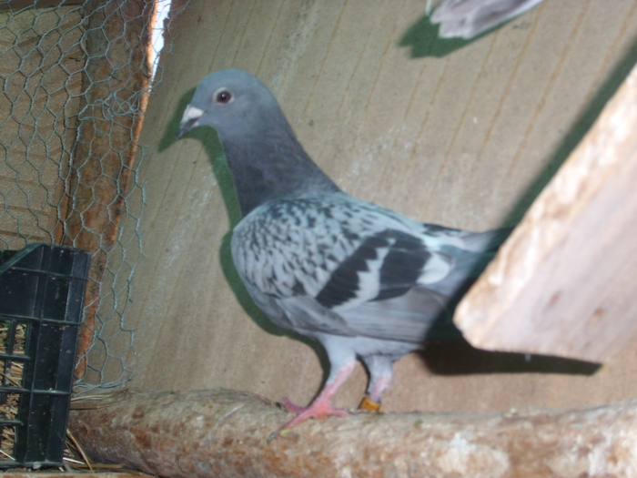 SL273522 - porumbei in voliera 2010