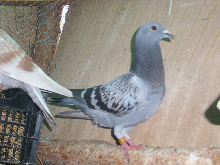 SL273527 - porumbei in voliera 2010