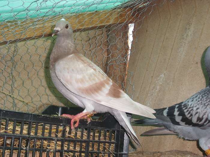 SL273528 - porumbei in voliera 2010
