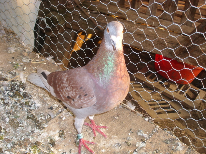 SL273533 - porumbei in voliera 2010