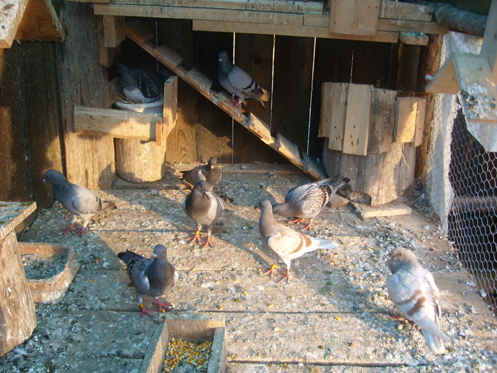 SL273558 - porumbei in voliera 2010
