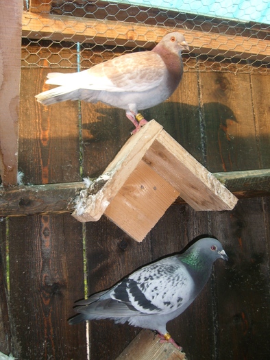 SL273559 - porumbei in voliera 2010