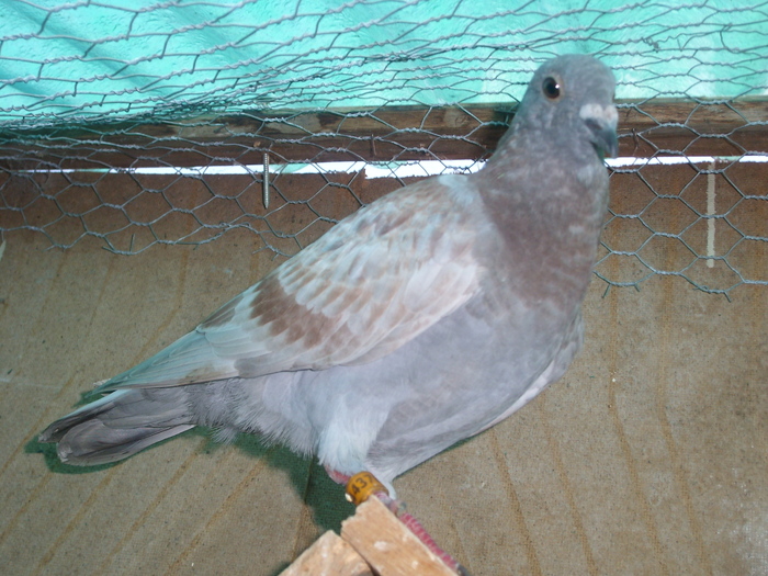SL273576 - porumbei in voliera 2010