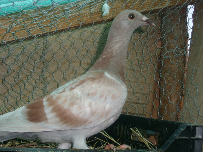 SL273580 - porumbei in voliera 2010