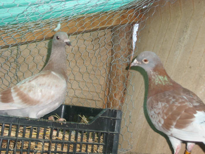 SL273581 - porumbei in voliera 2010