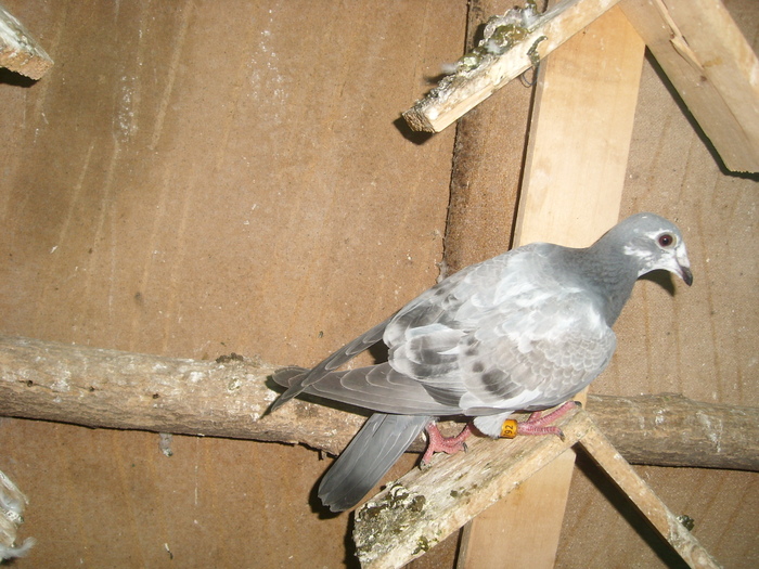 SL273585 - porumbei in voliera 2010