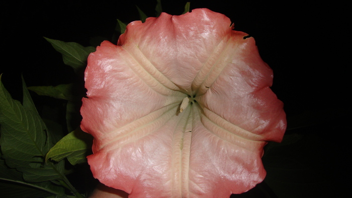 detaliu - BRUGMANSIA