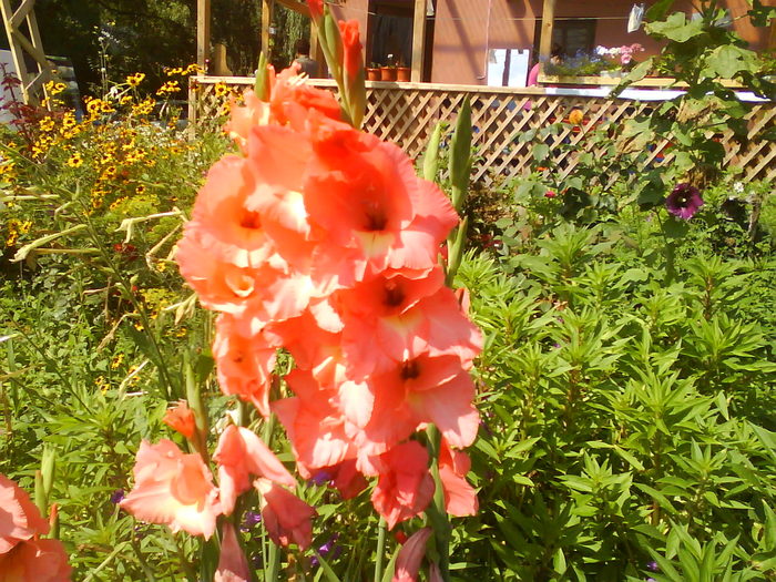 DSC00824; gladiola
