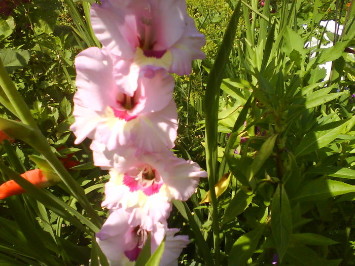 DSC00826; gladiola
