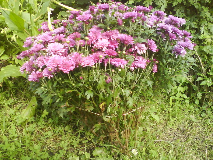 DSC00839 - flori din curtea mea