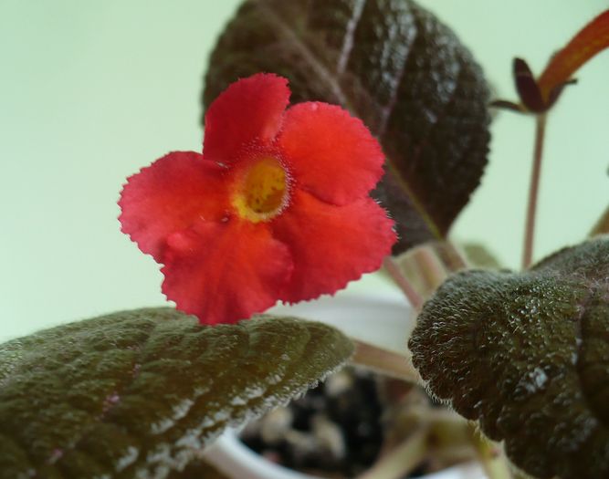 P1290258 - Episcia 2009 - 2010 - 2012 - 2014