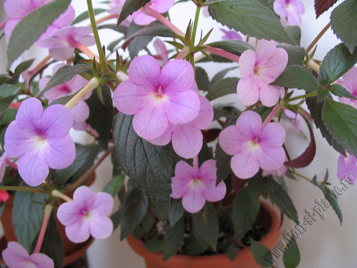 Achimenes Peach Blossom 7