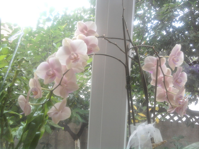 roz deschis cu verde - orhidee