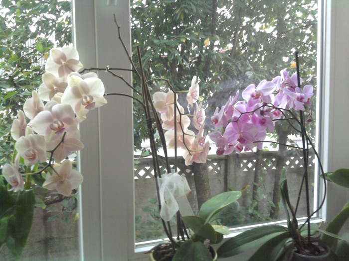 roz deschis si inchis - orhidee