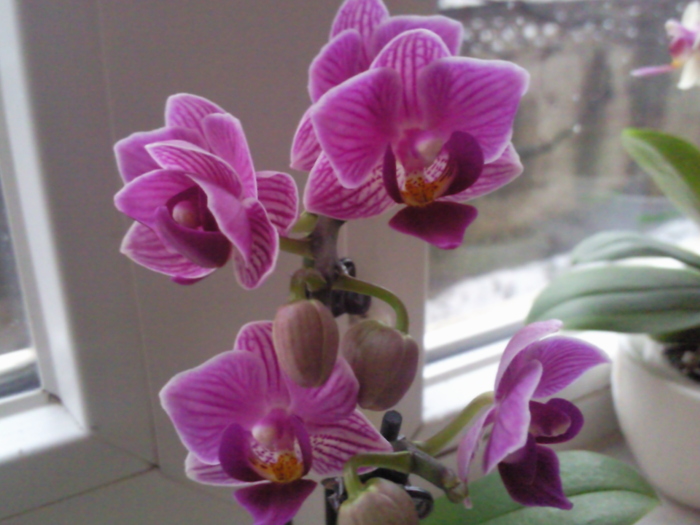 mini roz - orhidee