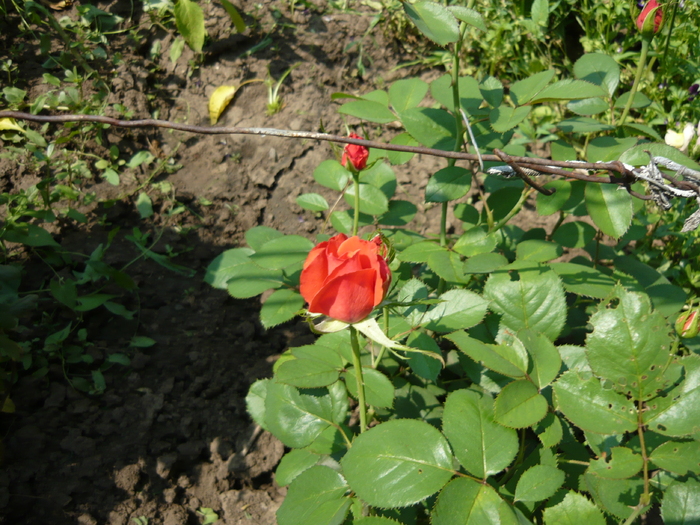 P1020079; trandafirul meu
