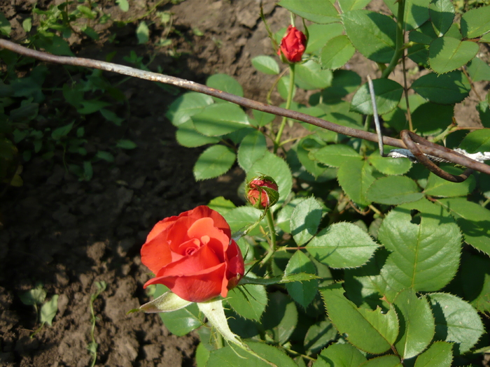 P1020081; rosu imperial
