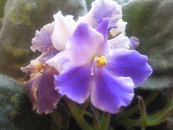 Photo2120 - violete