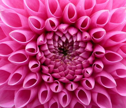 floare cadou - apartament imperial roz