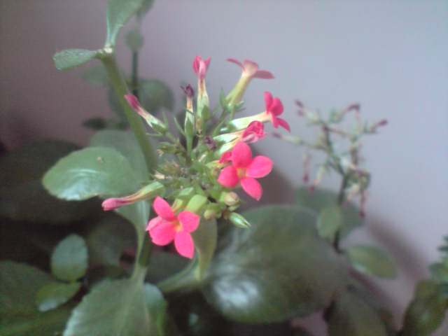 P210510_13.20[02] - Kalanchoe