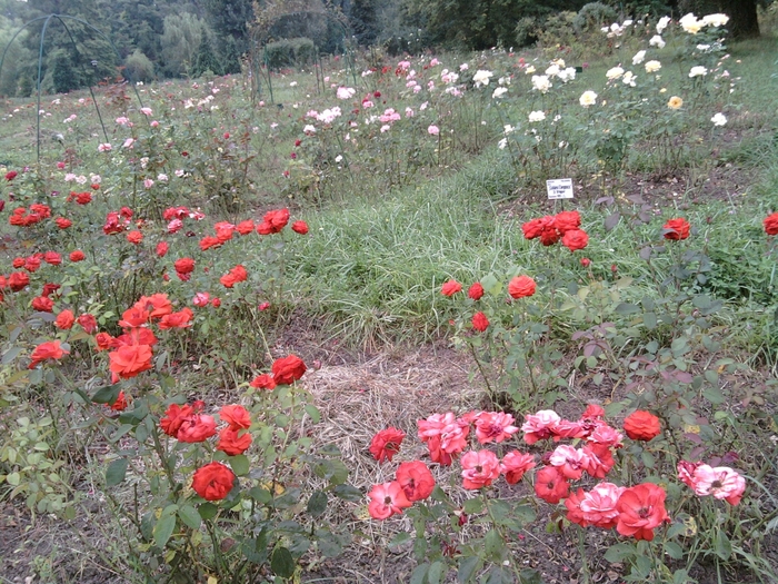 SP_A1394 - gradina botanica bucuresti