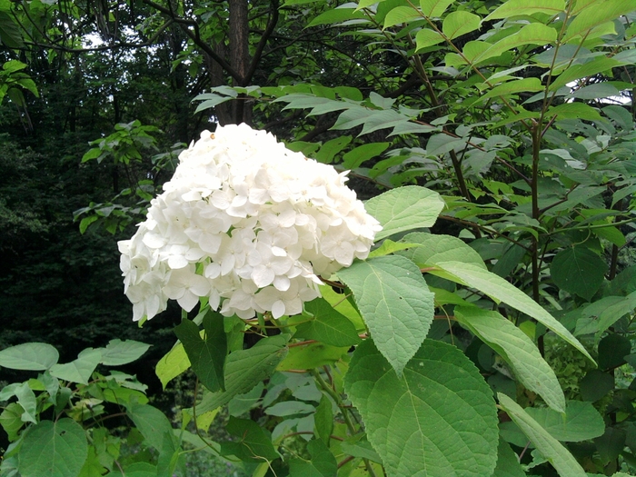 SP_A1340 - gradina botanica bucuresti