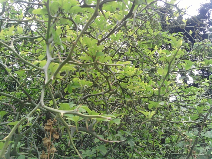 SP_A1341 - gradina botanica bucuresti