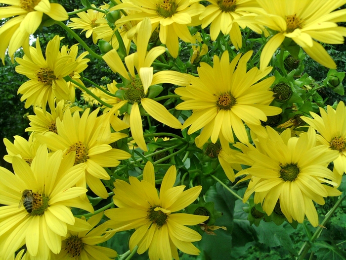 SP_A1343 - gradina botanica bucuresti