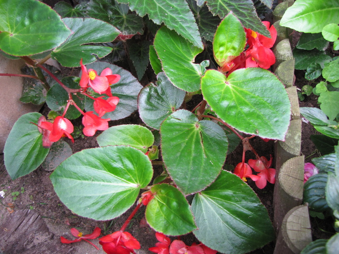 Begonia Big red (E.P.) 1 aug 2010