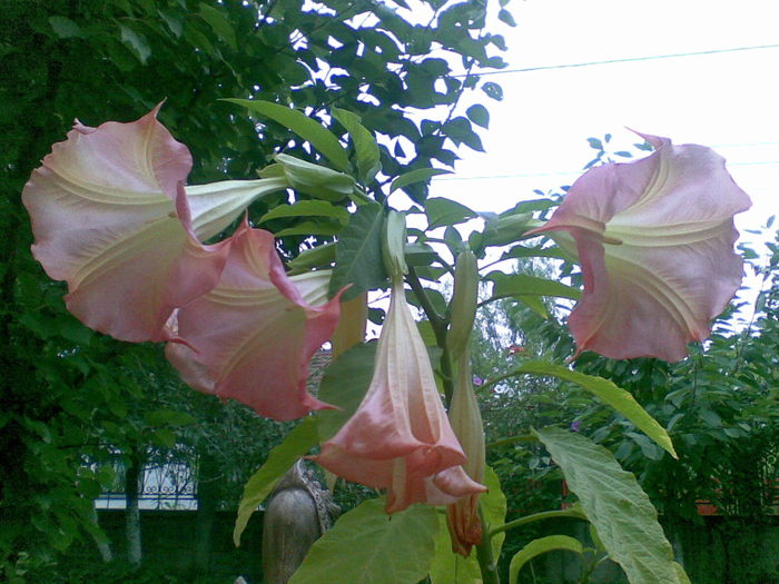 Datura bogata... - flori de gradina 2010