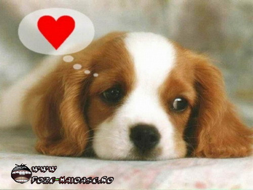 www_poze-haioase_ro__1227462426_651081 - poze super