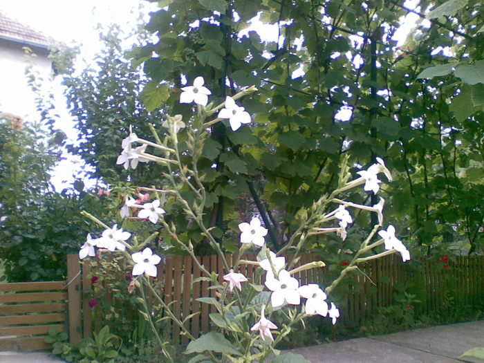 Zambet de dimineata - flori de gradina 2010