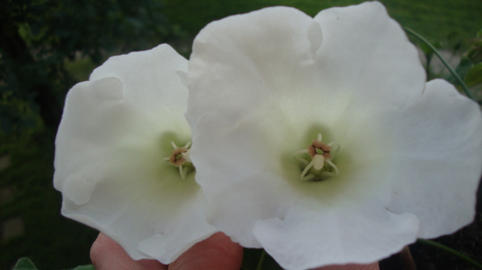 Mont Blanc - GLOXINIA