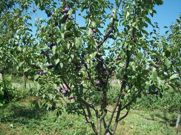 Picture 055 - flori si fructe