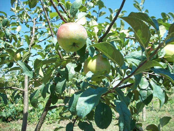 Picture 053 - flori si fructe