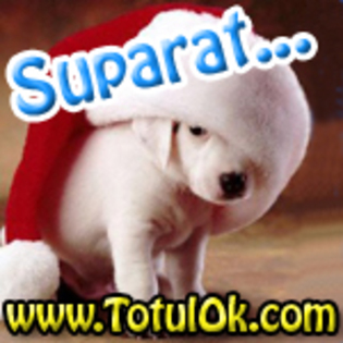 suparat[www.TotulOk.com] - Wresleri si altele 2