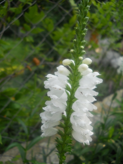 physostegia - 4  Flori vara 2010