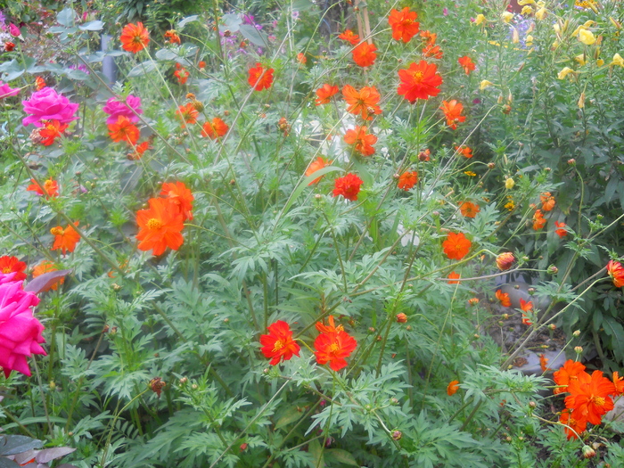 cosmos sulphureus