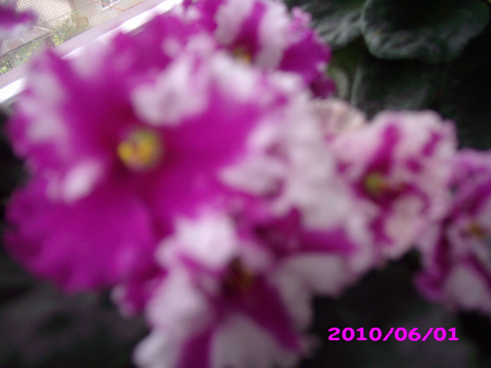 IMG_7605 - violete