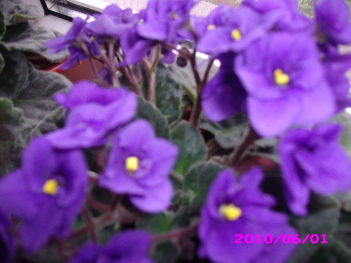 IMG_7610 - violete