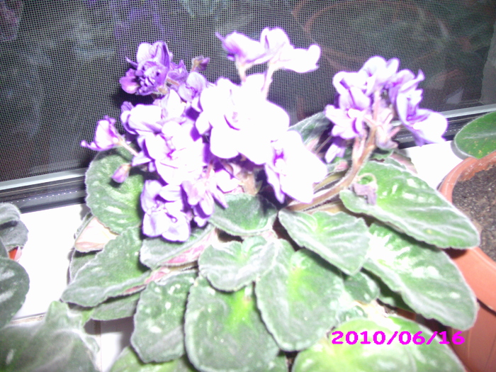 IMG_7670 - violete
