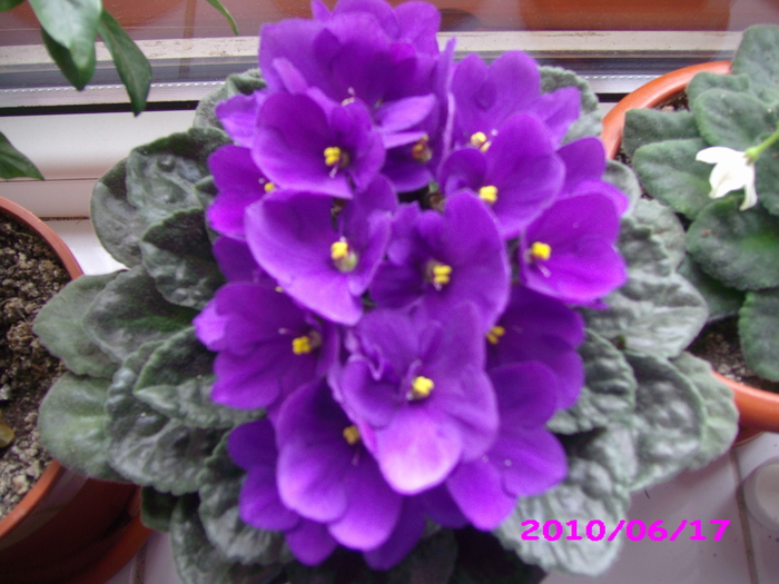 IMG_7695 - violete