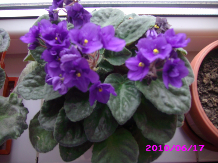 IMG_7698 - violete