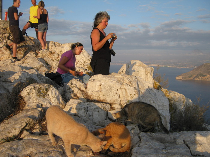 Calpe-pisici salbatice-domesticite - concediu calpe 2010