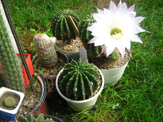 Picture 181 - cactusii mei