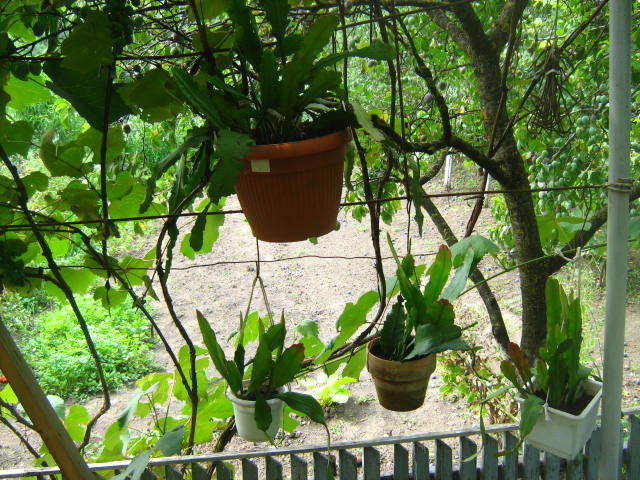 Picture 185 - cactusii mei