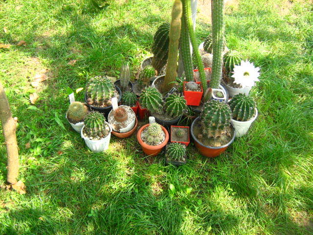 Picture 184 - cactusii mei